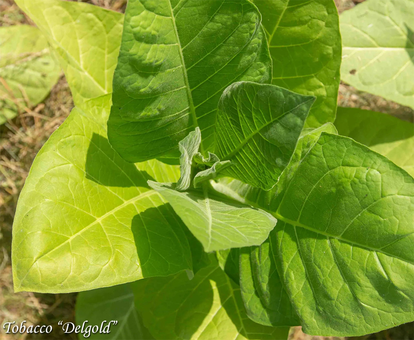 Tobacco Delgold suitsutubakas, Табак курительный Делголд